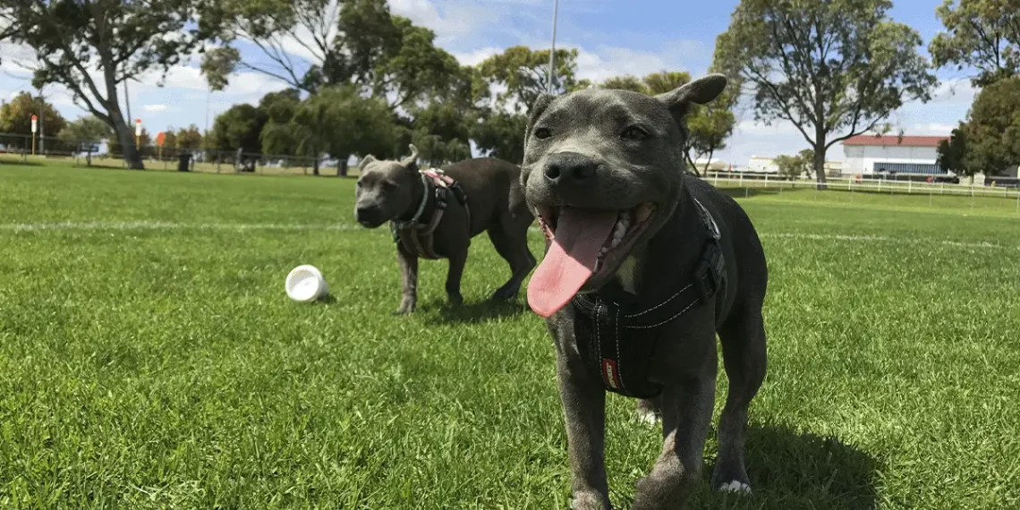Dog-Parks-in-Boulder-Featured-Image