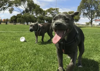 Dog-Parks-in-Boulder-Featured-Image