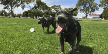 Dog-Parks-in-Boulder-Featured-Image