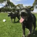 Dog-Parks-in-Boulder-Featured-Image