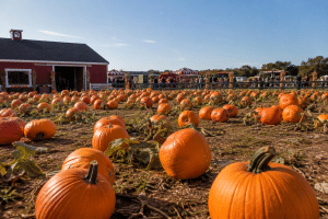 Pumpkin Patch Near Boulder