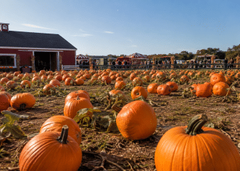 Pumpkin Patch Near Boulder