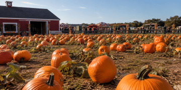 Pumpkin Patch Near Boulder