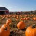 Pumpkin Patch Near Boulder