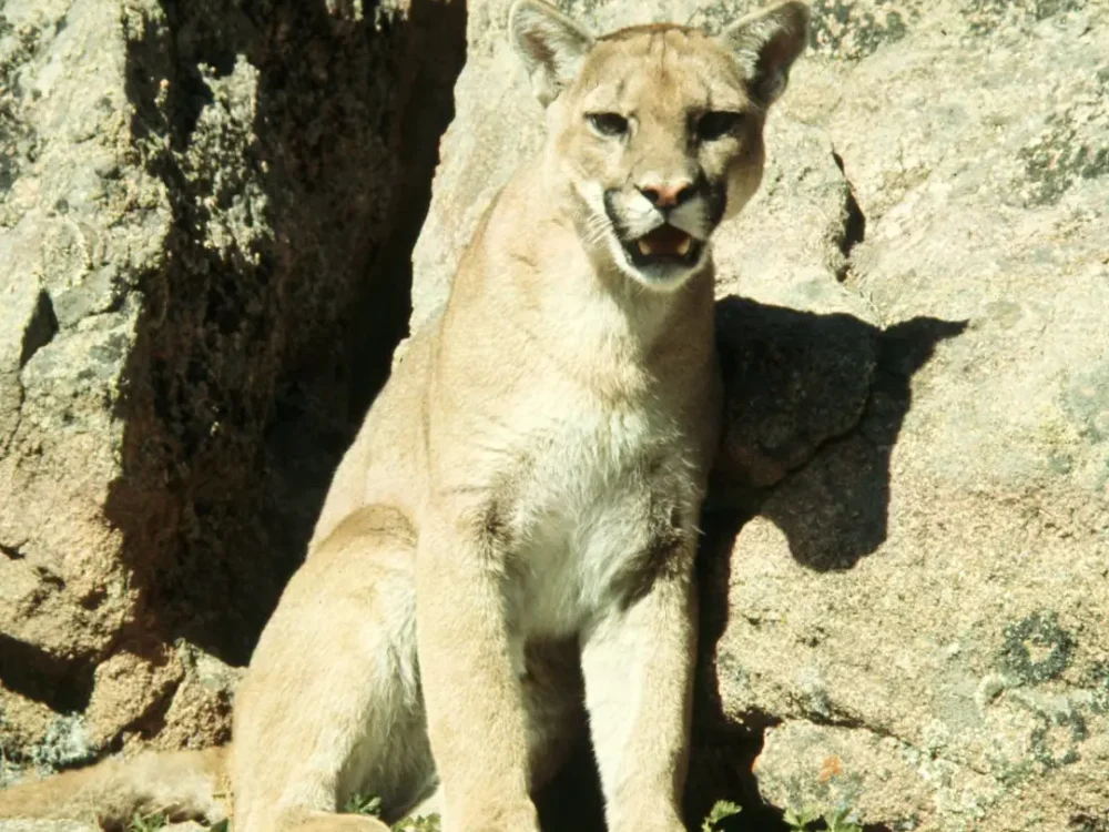 Mountain-Lion-Boulder