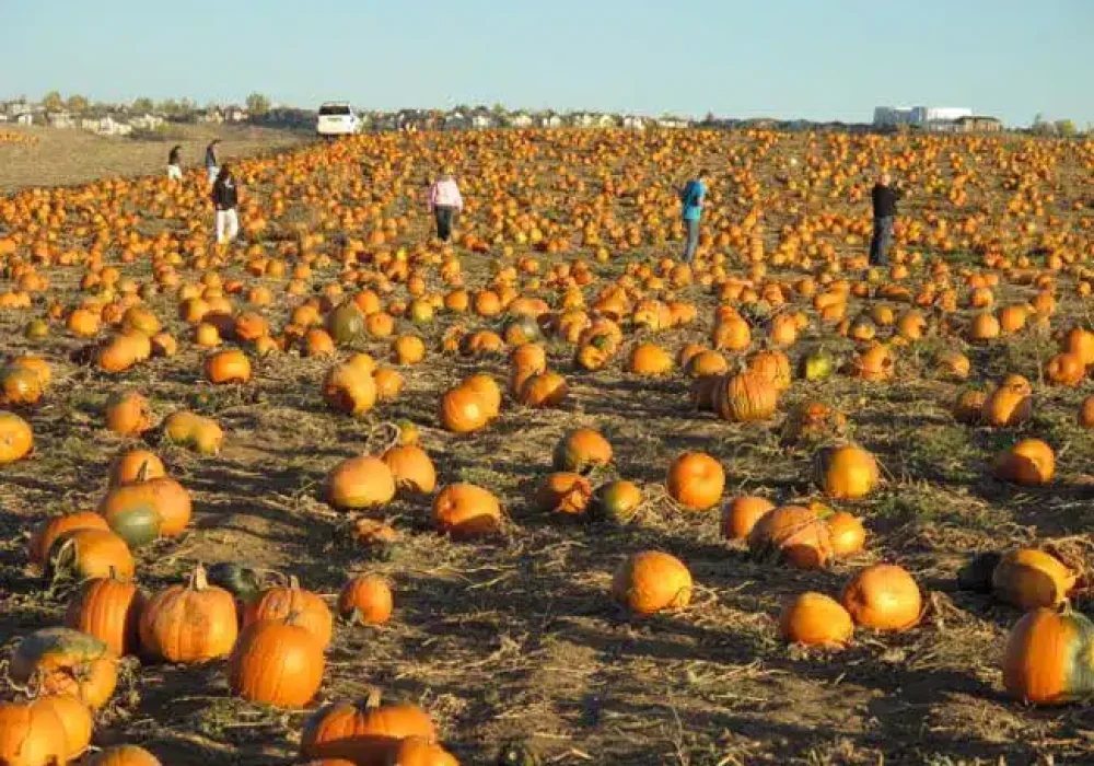 Rock Creek Farm, Broomfield
