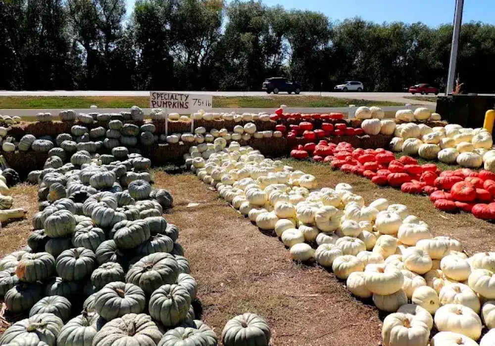 Rocky Mountain Pumpkin Ranch, Longmont