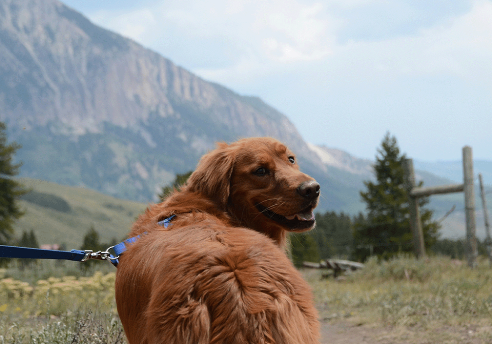 Dog parks in Boulder CO